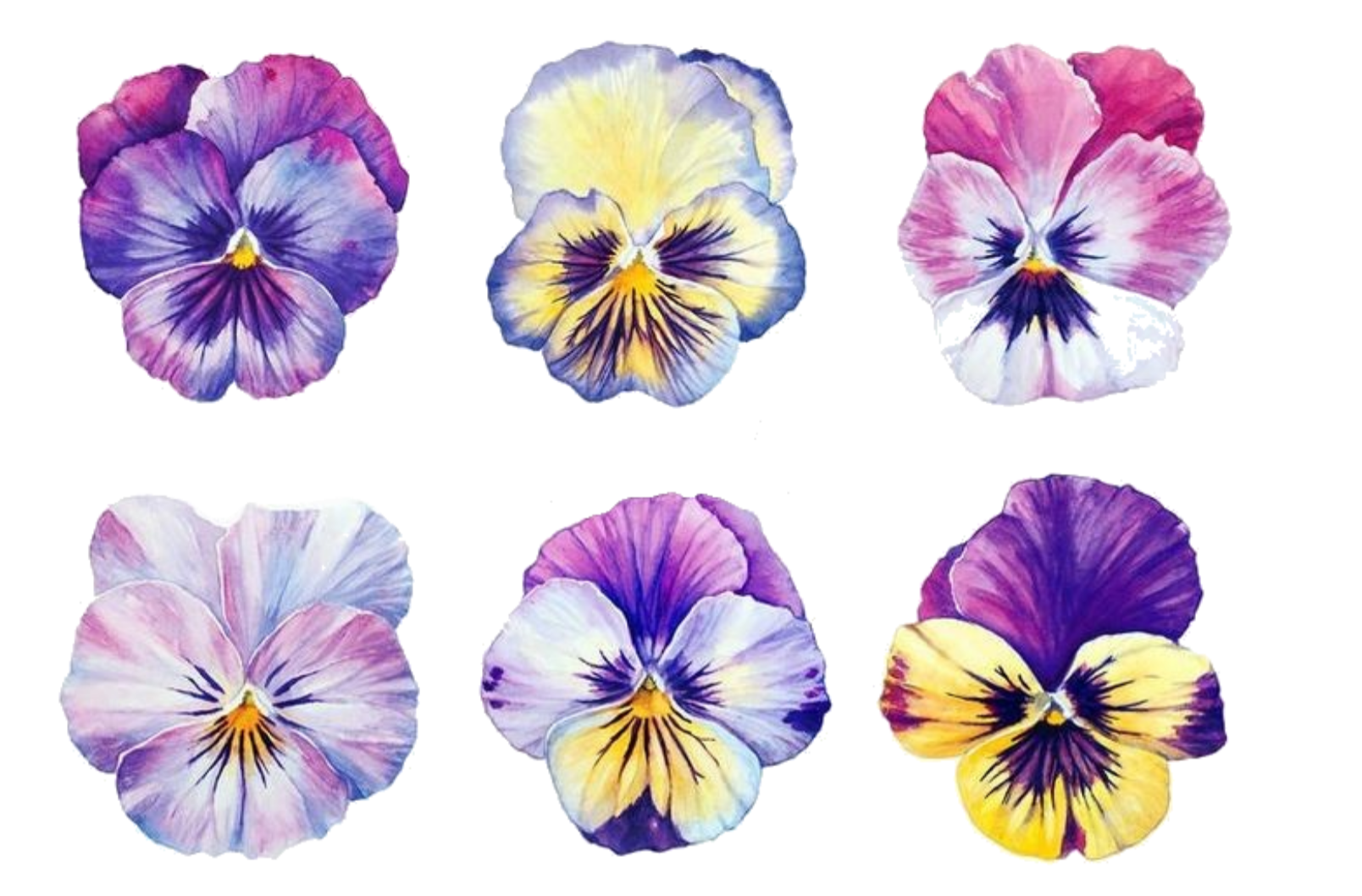 Pansies Cookie/Cupcake Toppers - Emma Dodi Cakes